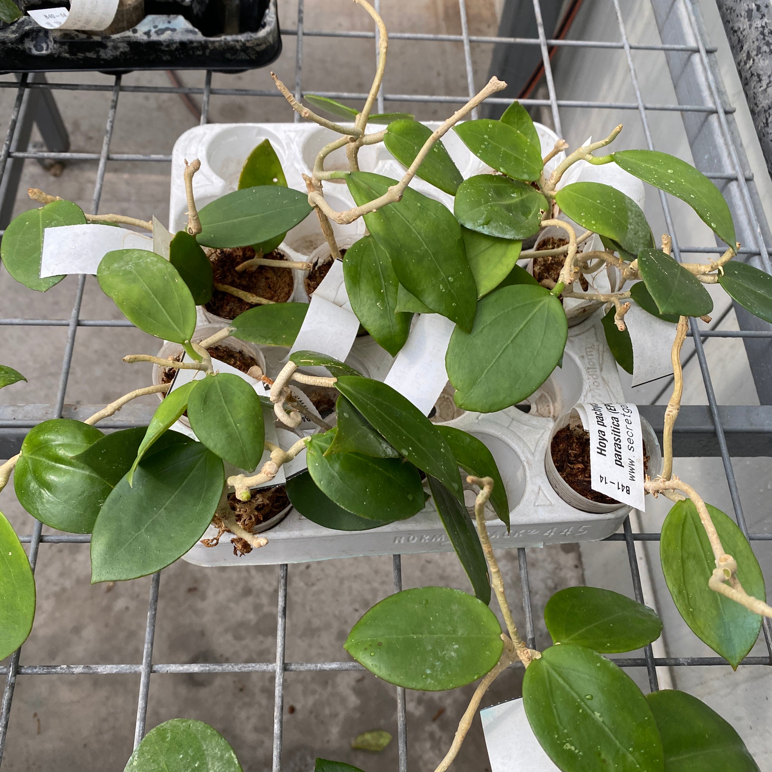 Hoya pachyclada x parasitica (EPC 141)