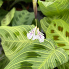 Maranta Leuconeura ‘Fantasy’ 2 rastliny/kvetináč