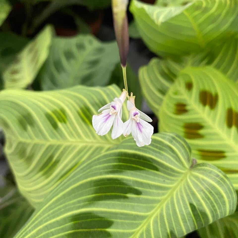 Maranta Leuconeura ‘Fantasy’ 2 plante/ghiveci