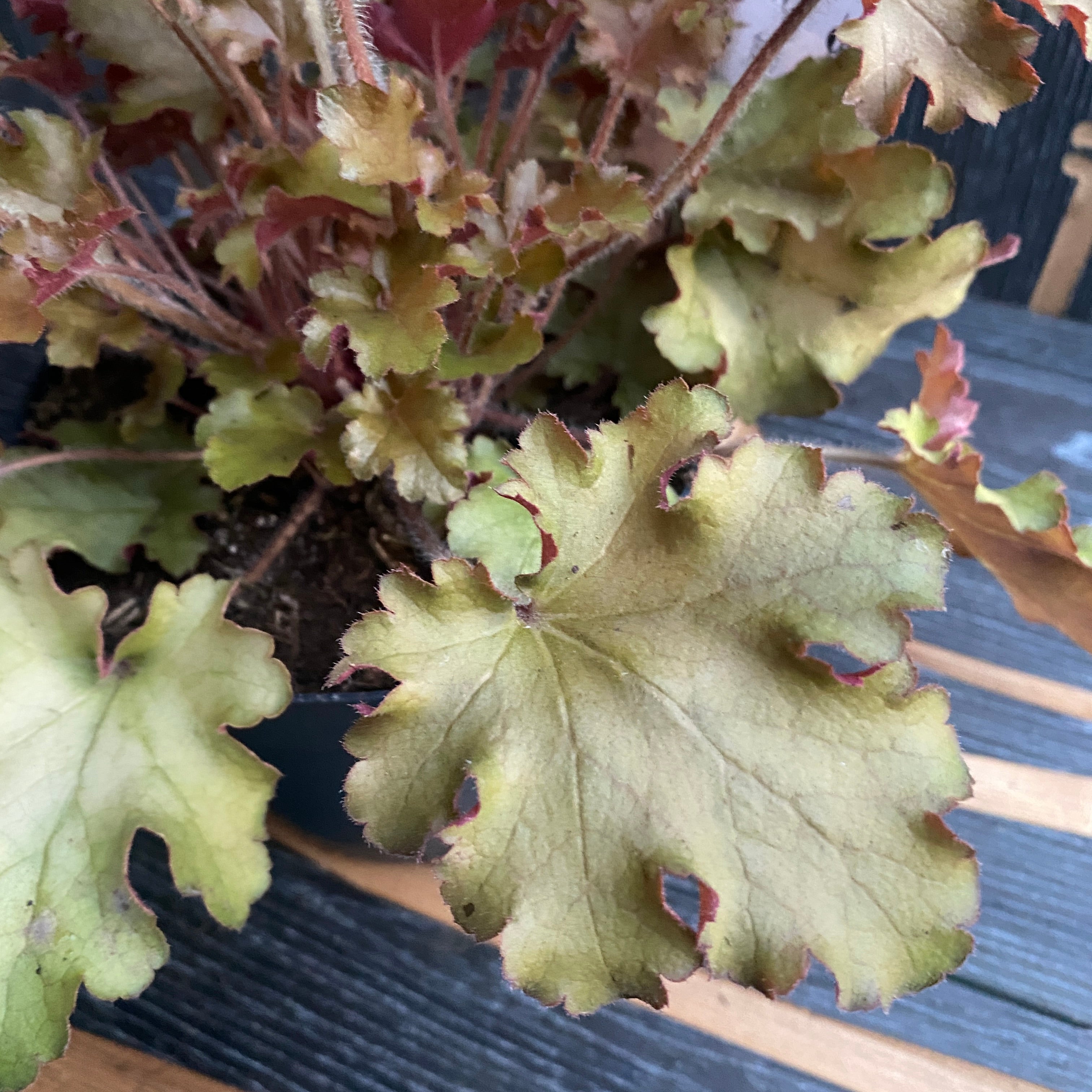 Heuchera ‘Marmelade’