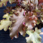 Heuchera ‘Marmelada’