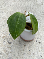 Hoya hanhiae 'Yellow'