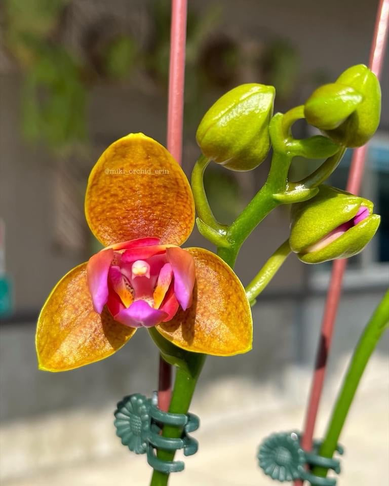 Phalaenopsis Lioulin Orange pelorica (3 labbra)