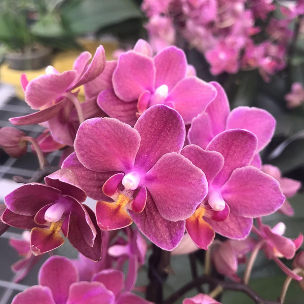 Phalaenopsis Diffusion (Aromio Exotic) *parfumata