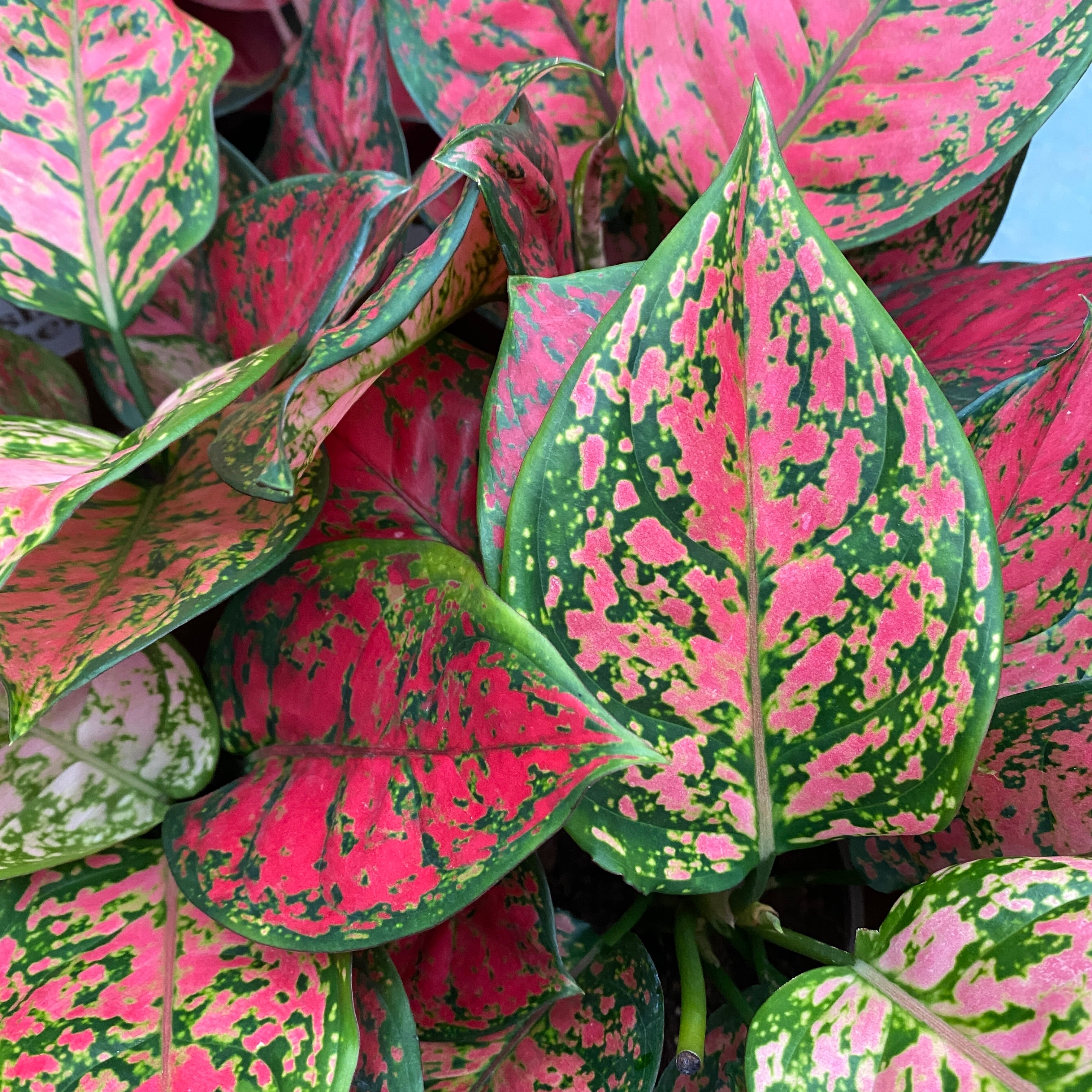 aglaonema star spotted Aglaonema Spotted Star – Secret Garden Plant Shop