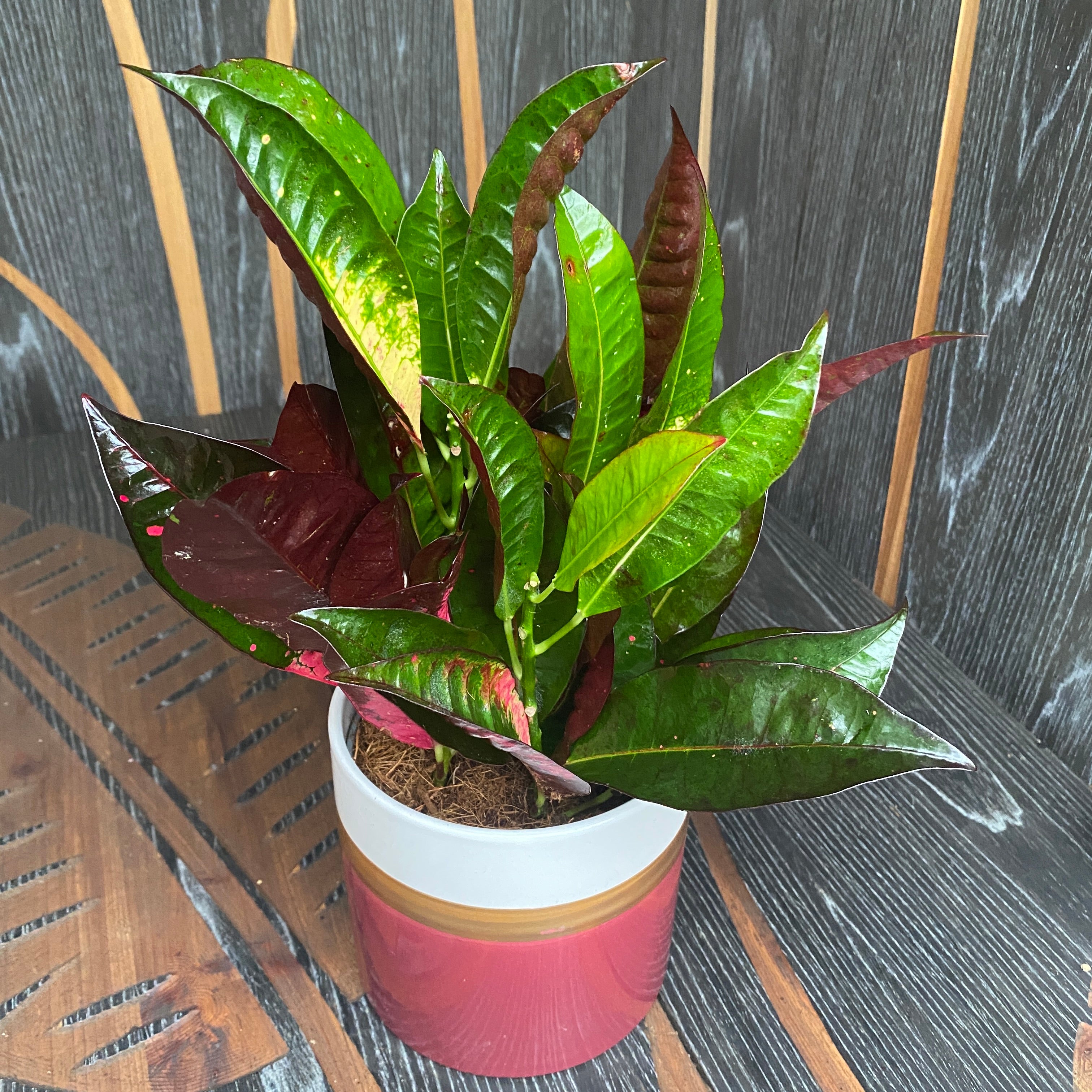 Croton Codiaeum variegatum 'Mrs Iceton' (4 plante/ghiveci)