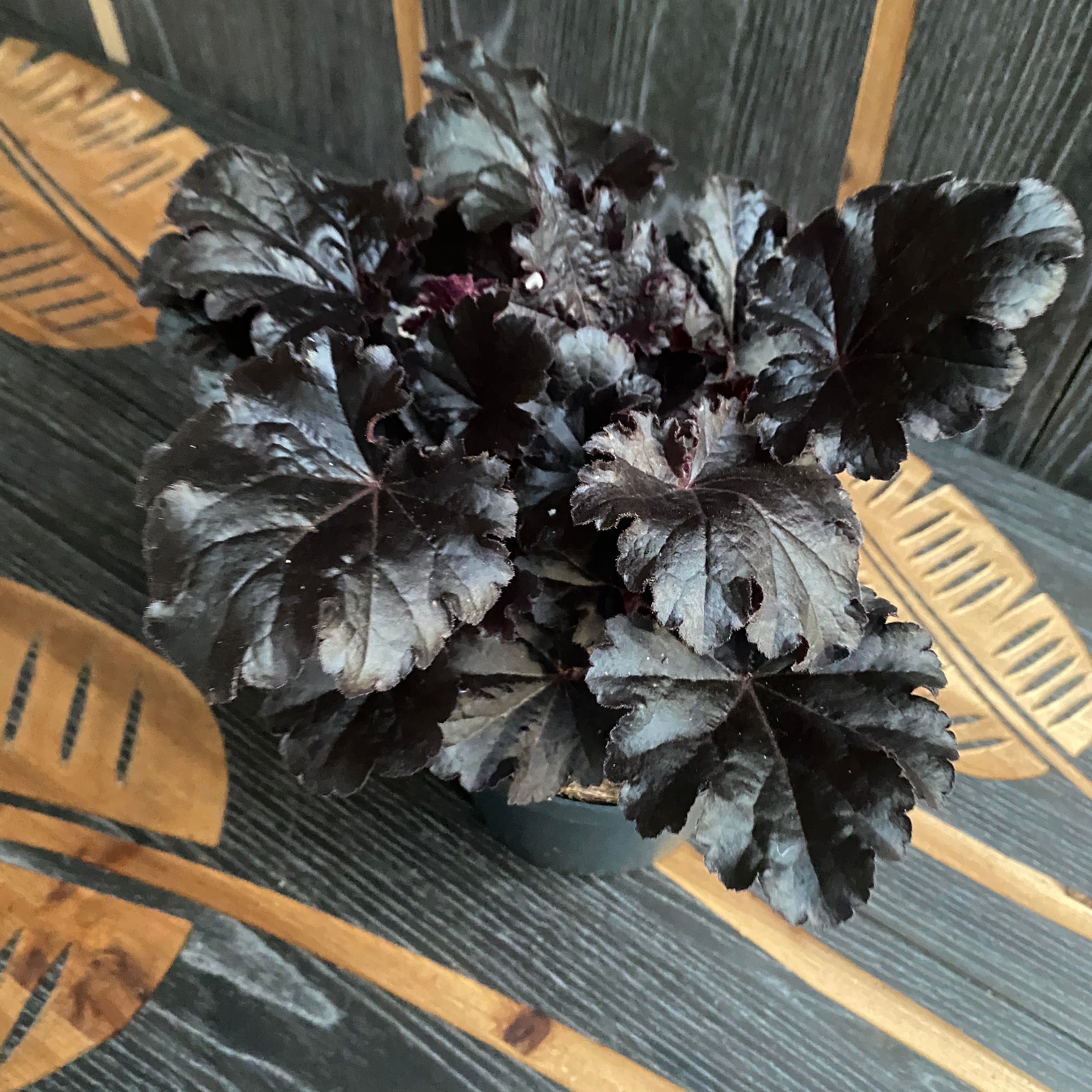 Heuchera ‘Timeless Night’