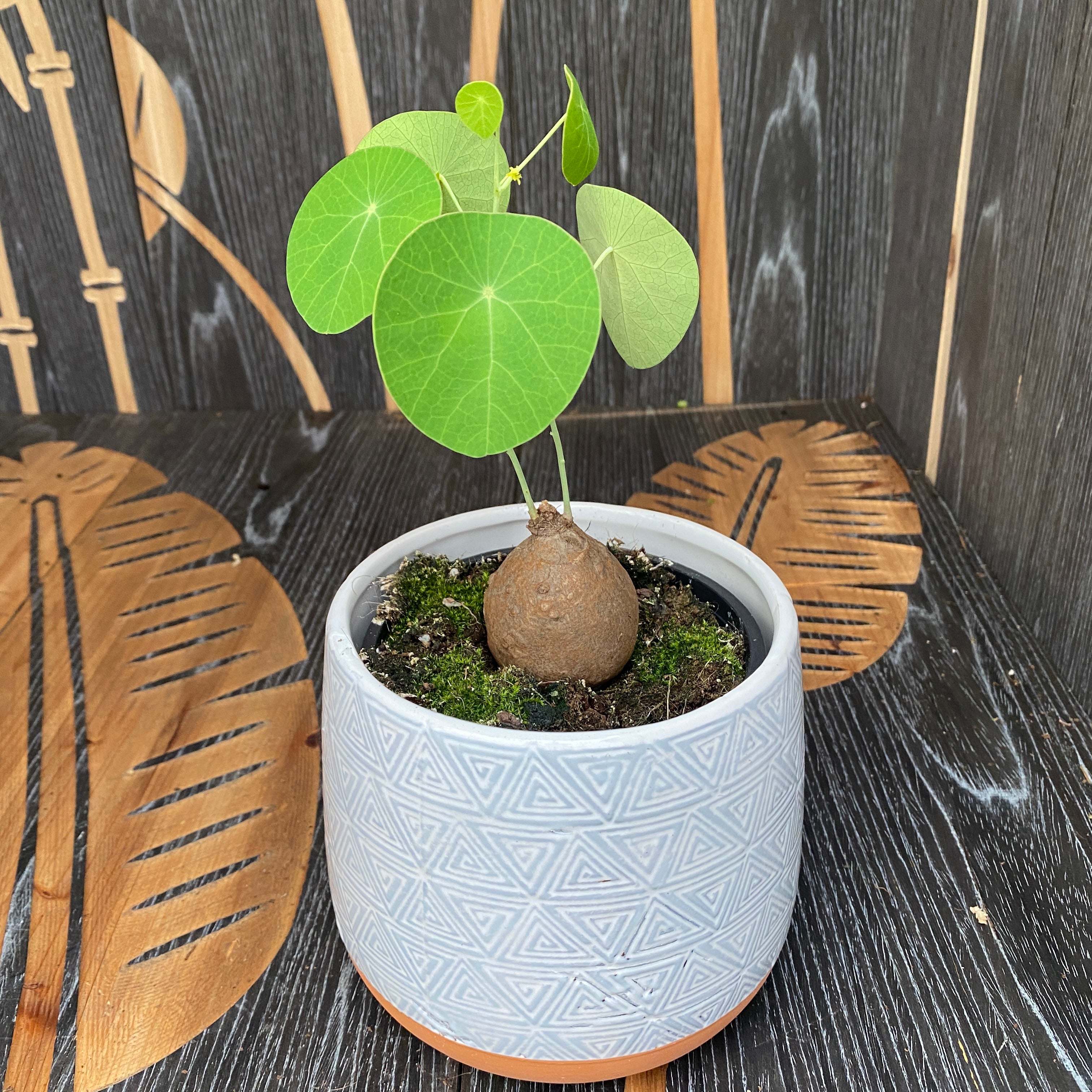 Stephania erecta mix (caudex)