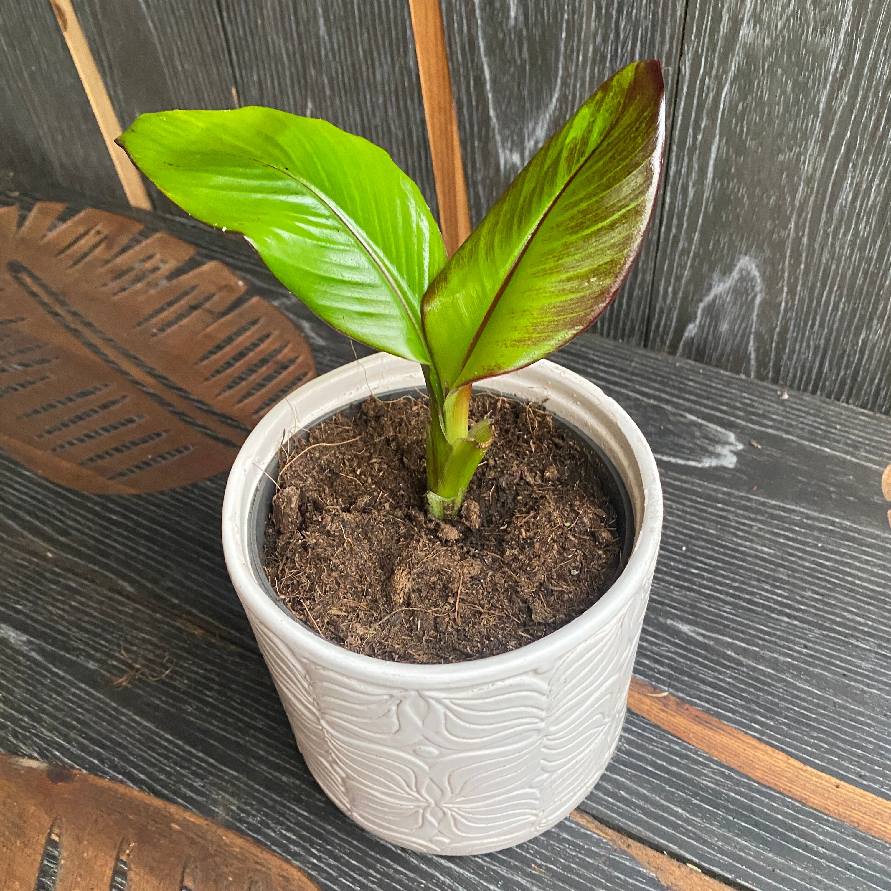 Ensete ventricosum Maurelii (Red Banana)