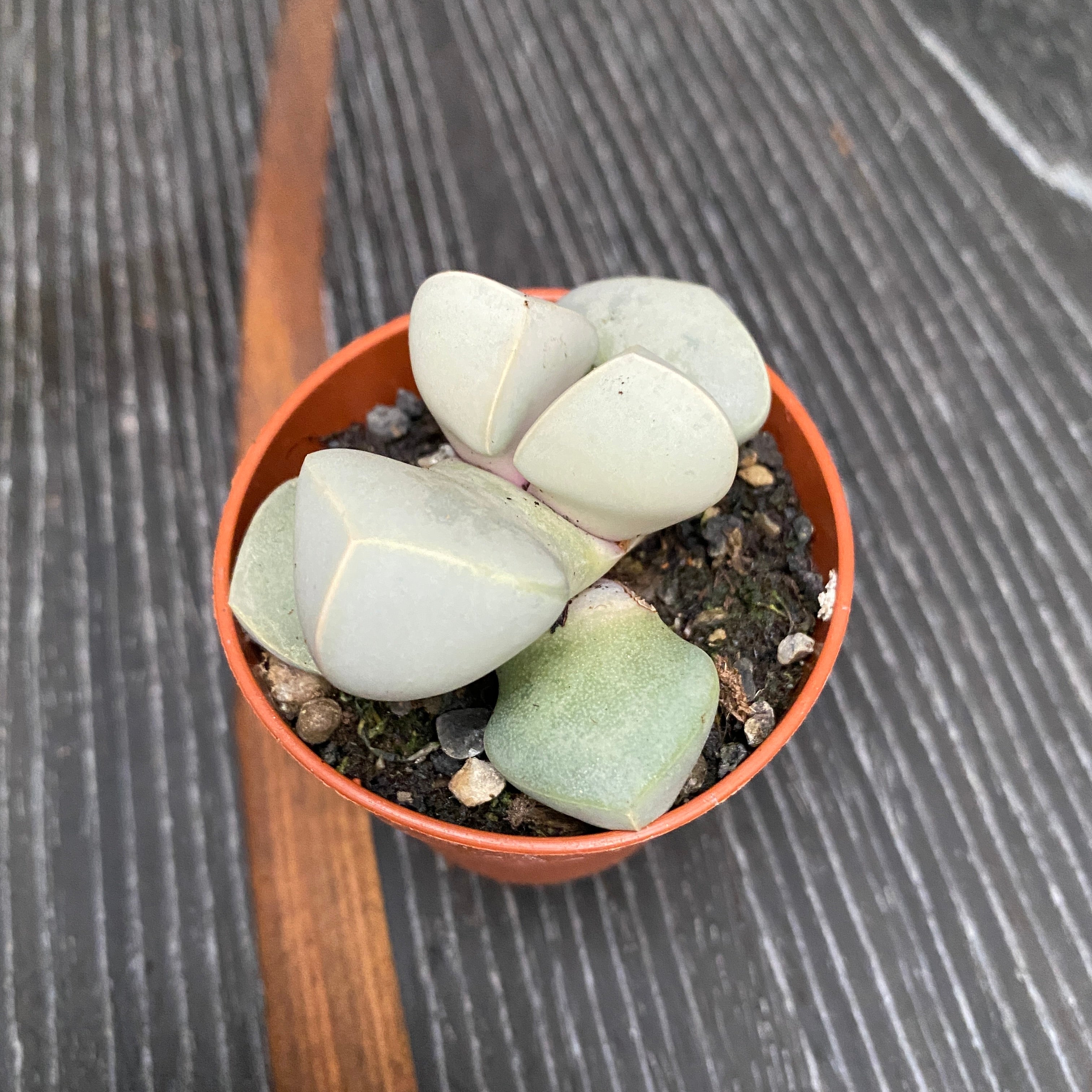 Lapidaria margaretae (Karoo Rose)
