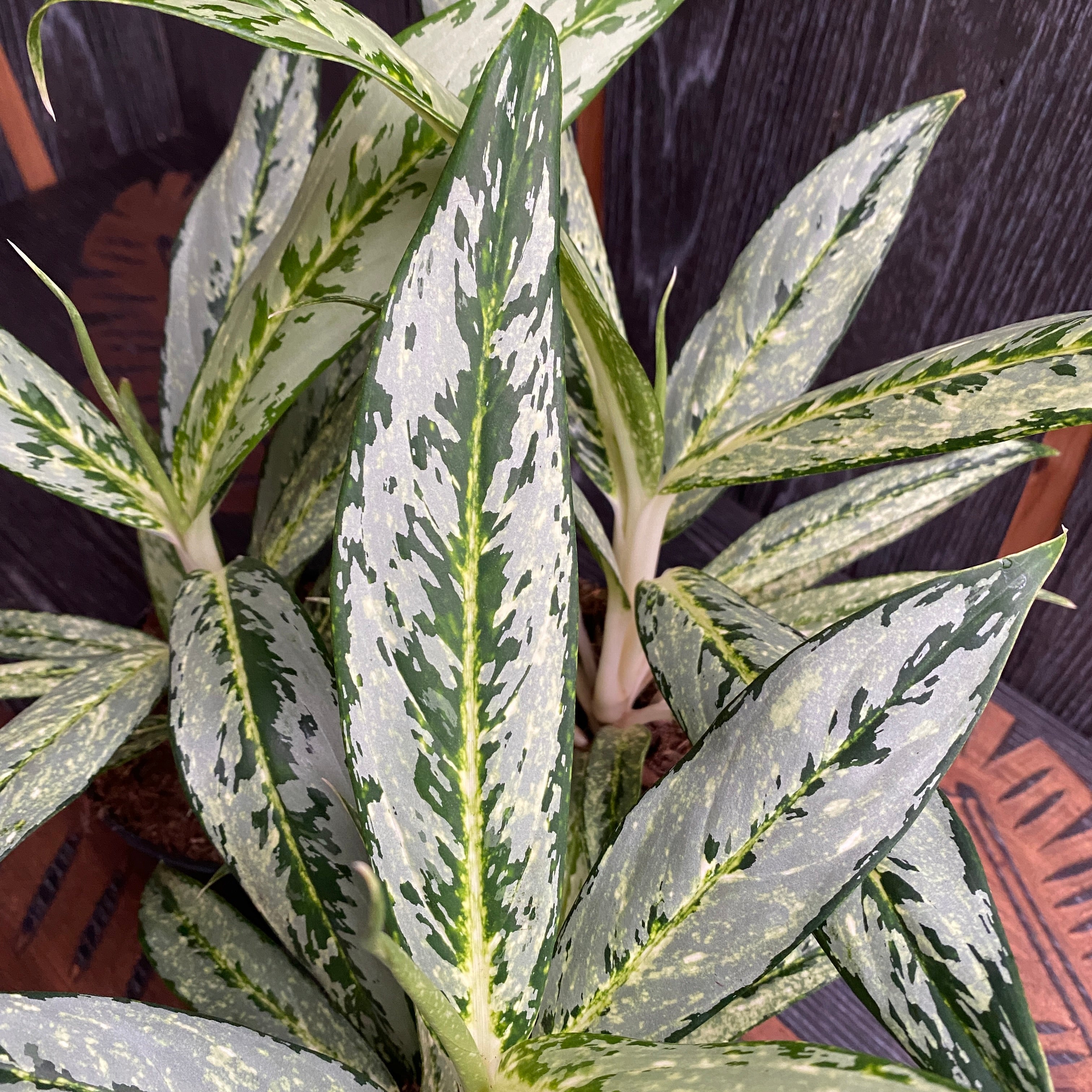 Aglaonema Matcha Lemon