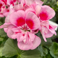Muscate zonale - Pelargonium (Zonale Grp) Toscana Sil Linus