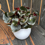 Begonia Jungle Black