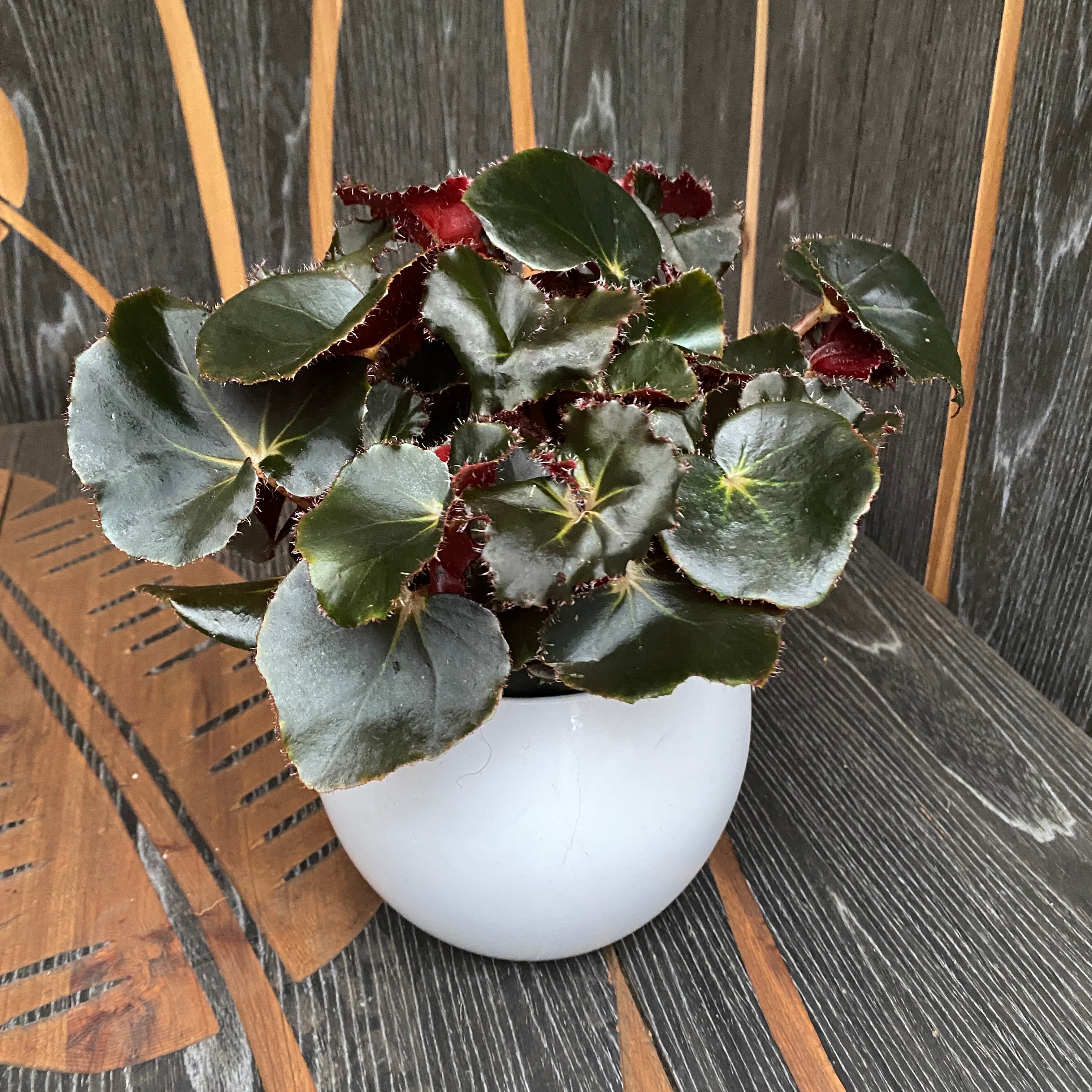 Begonia Jungle Black