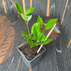 Calamondin Oriana (Citrina) D9 - jonge exemplaren