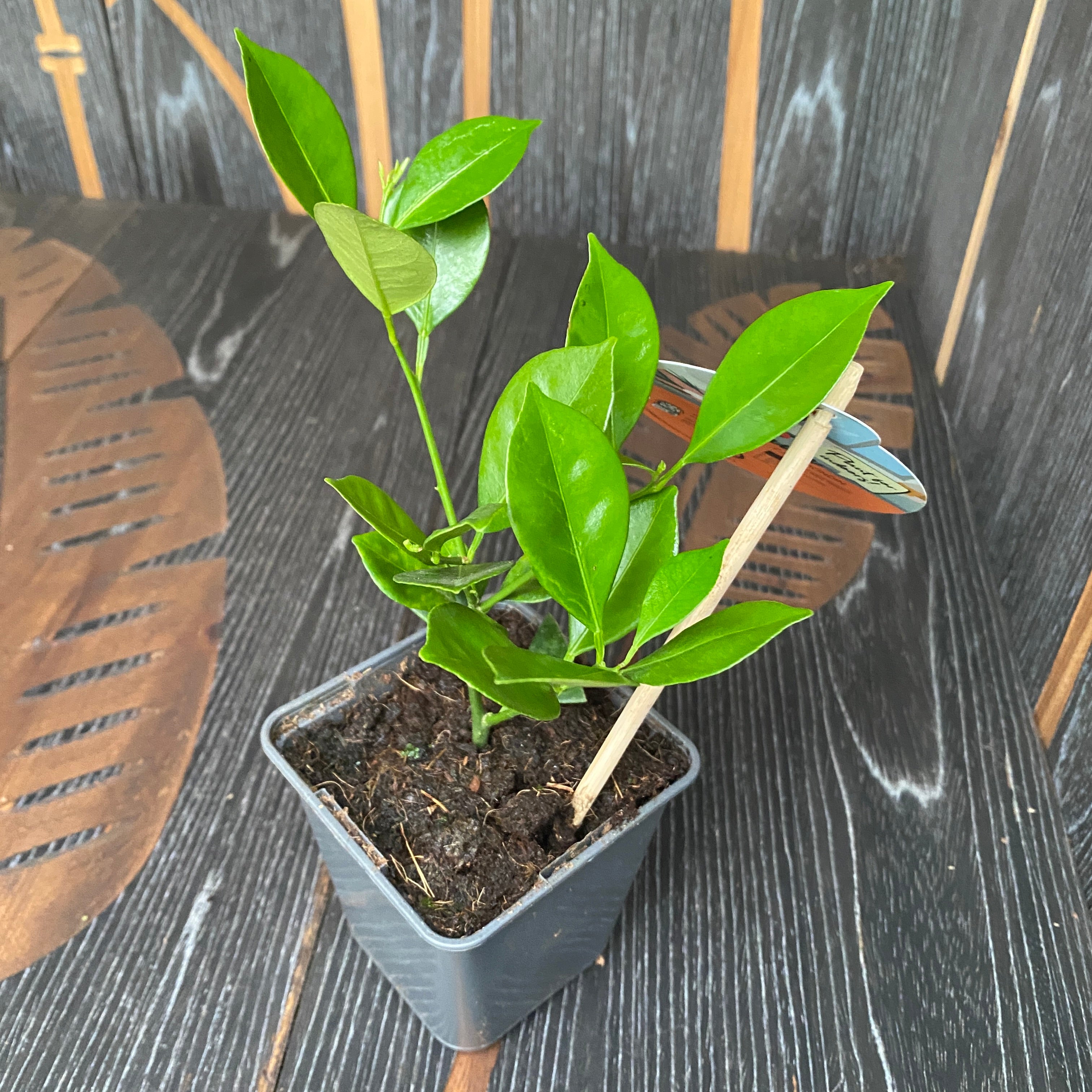 Calamondin Oriana (Citrina) D9 - exemplare tinere