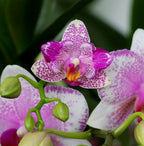 Phalaenopsis Hualien Pink Galaxy '272' (peloric)