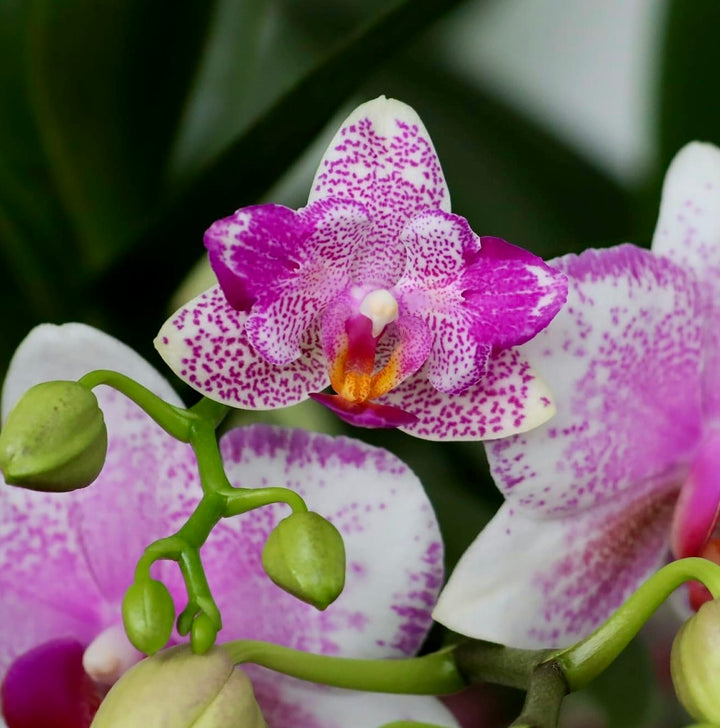 Phalaenopsis Hualien Pink Galaxy '272' (peloric)