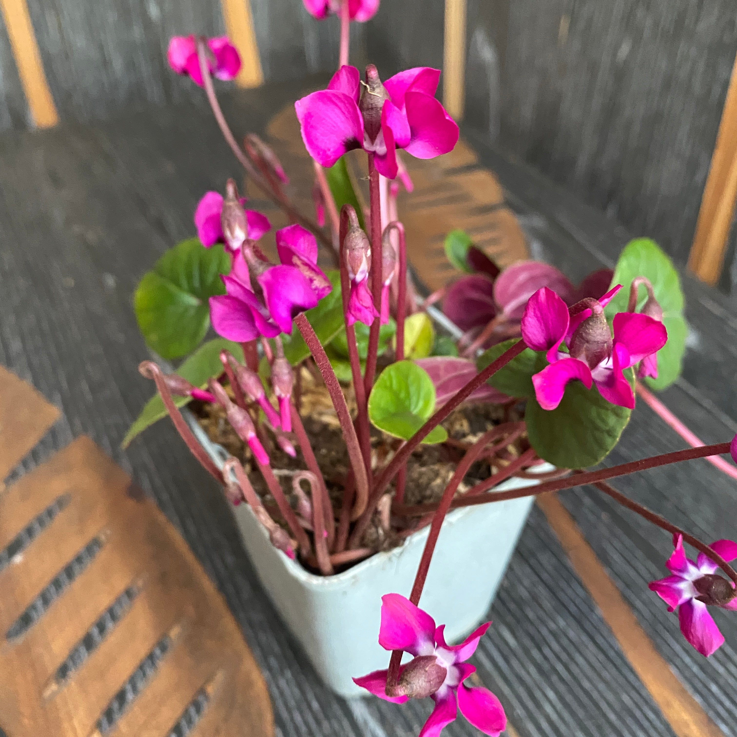 Cyclamen coum mix - de gradina