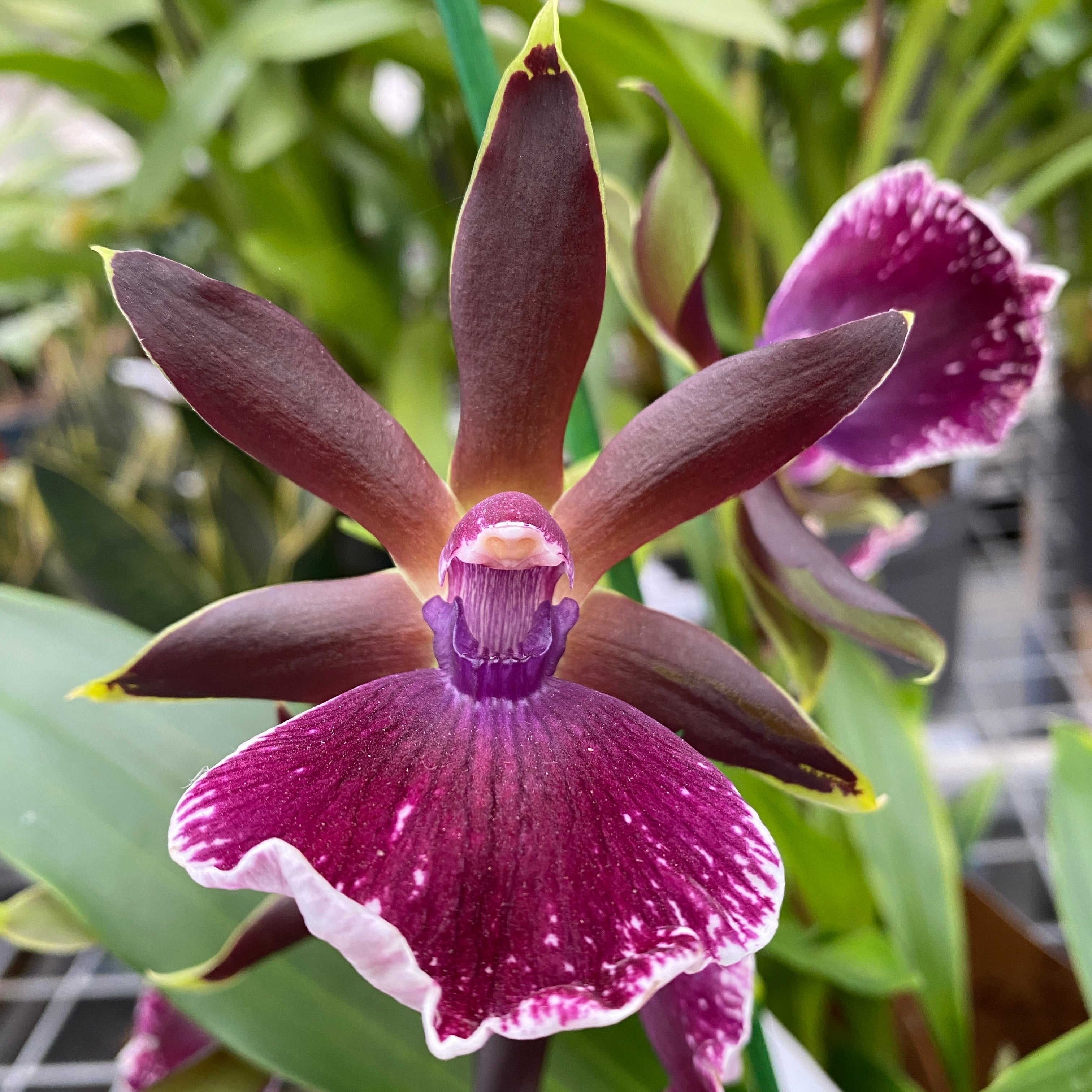 Orchid Zygolum (ex. Zygopetalum) Louisendorf 'Rhein Moonlight ...