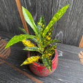 Croton - Codiaeum variegatum 'Gold Sun'