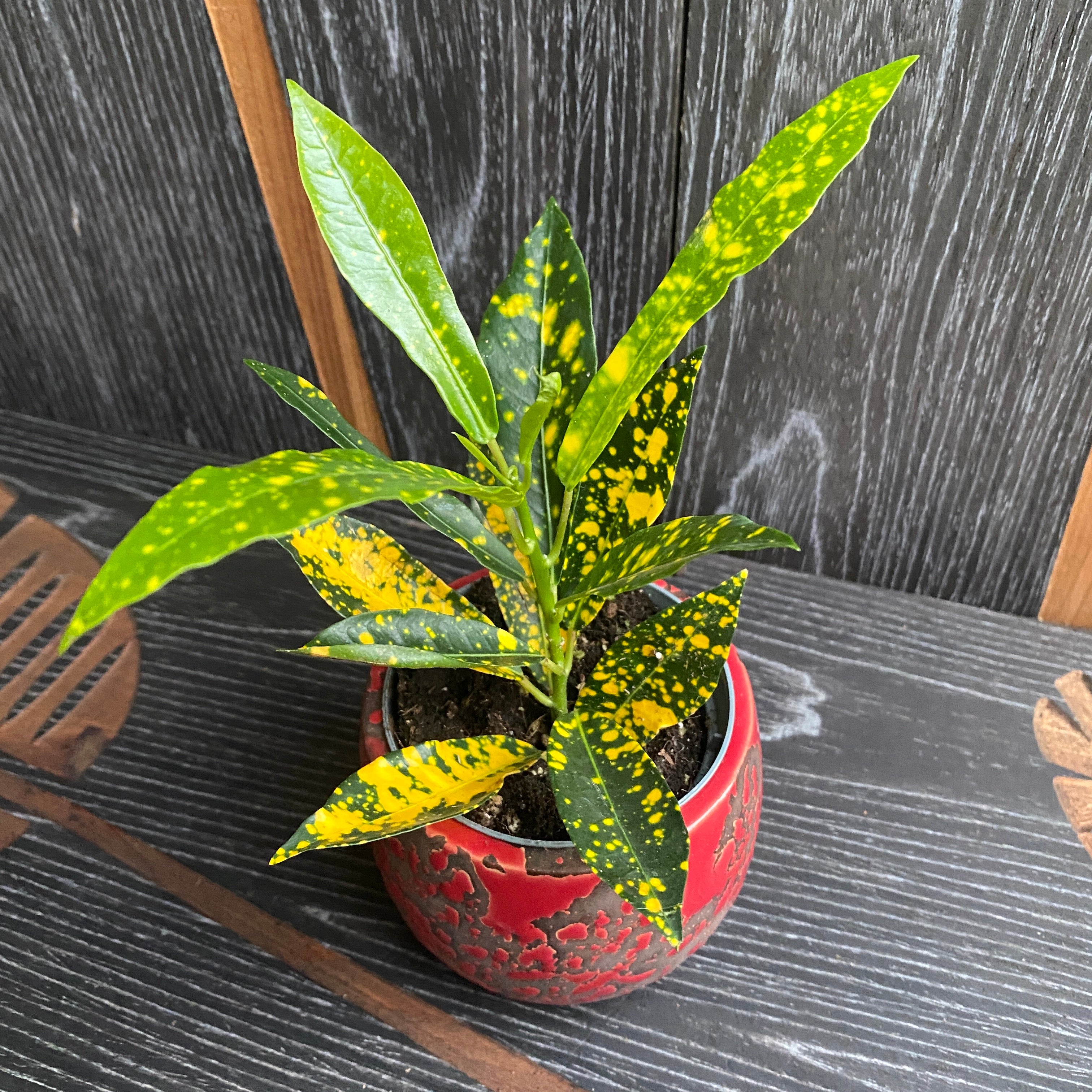 Croton - Codiaeum variegatum 'Gold Sun'
