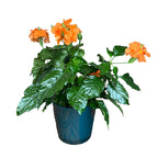 Crossandra infundibuliformis D13 (Floarea 'Foc de artificii')