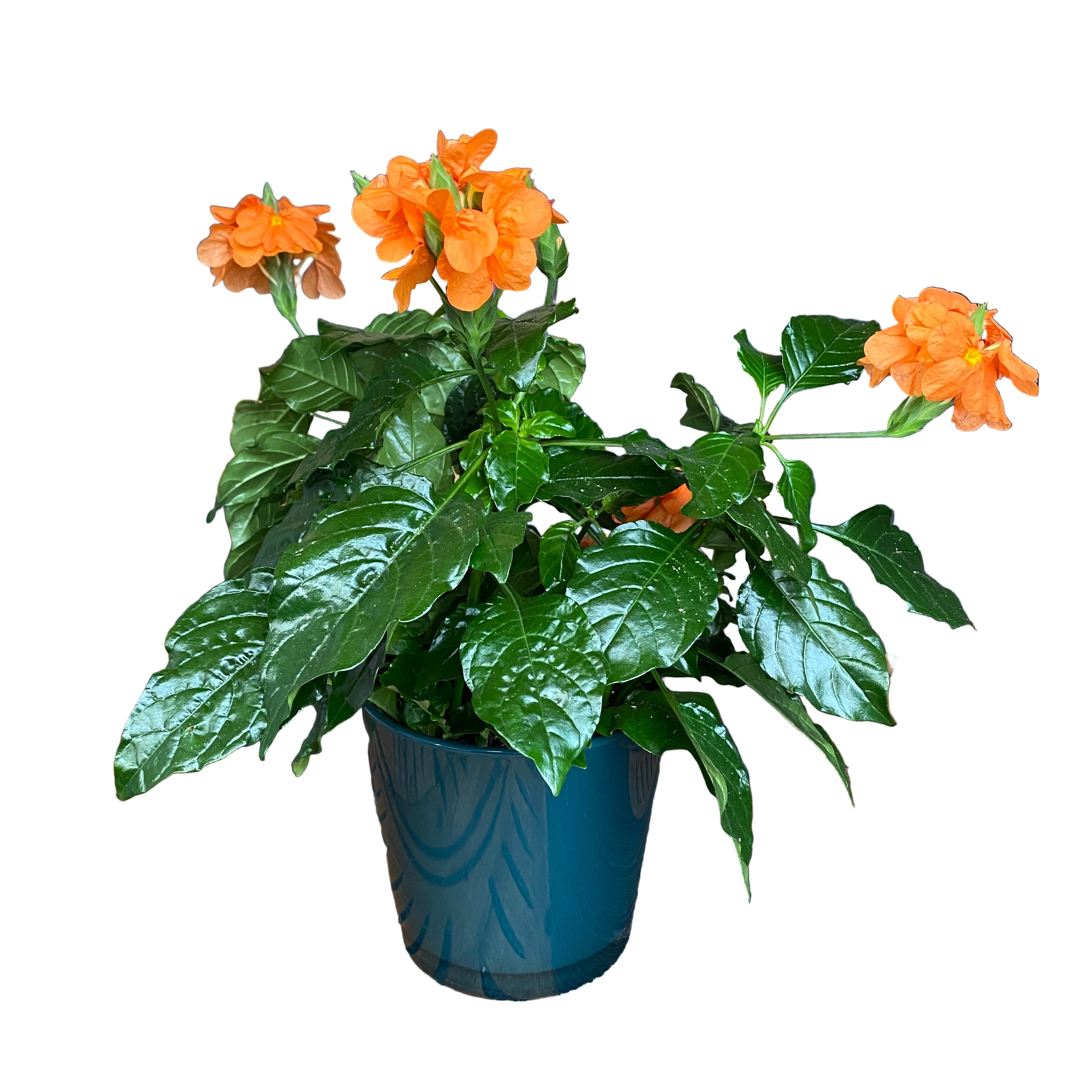 Crossandra infundibuliformis D13 (Floarea 'Foc de artificii')