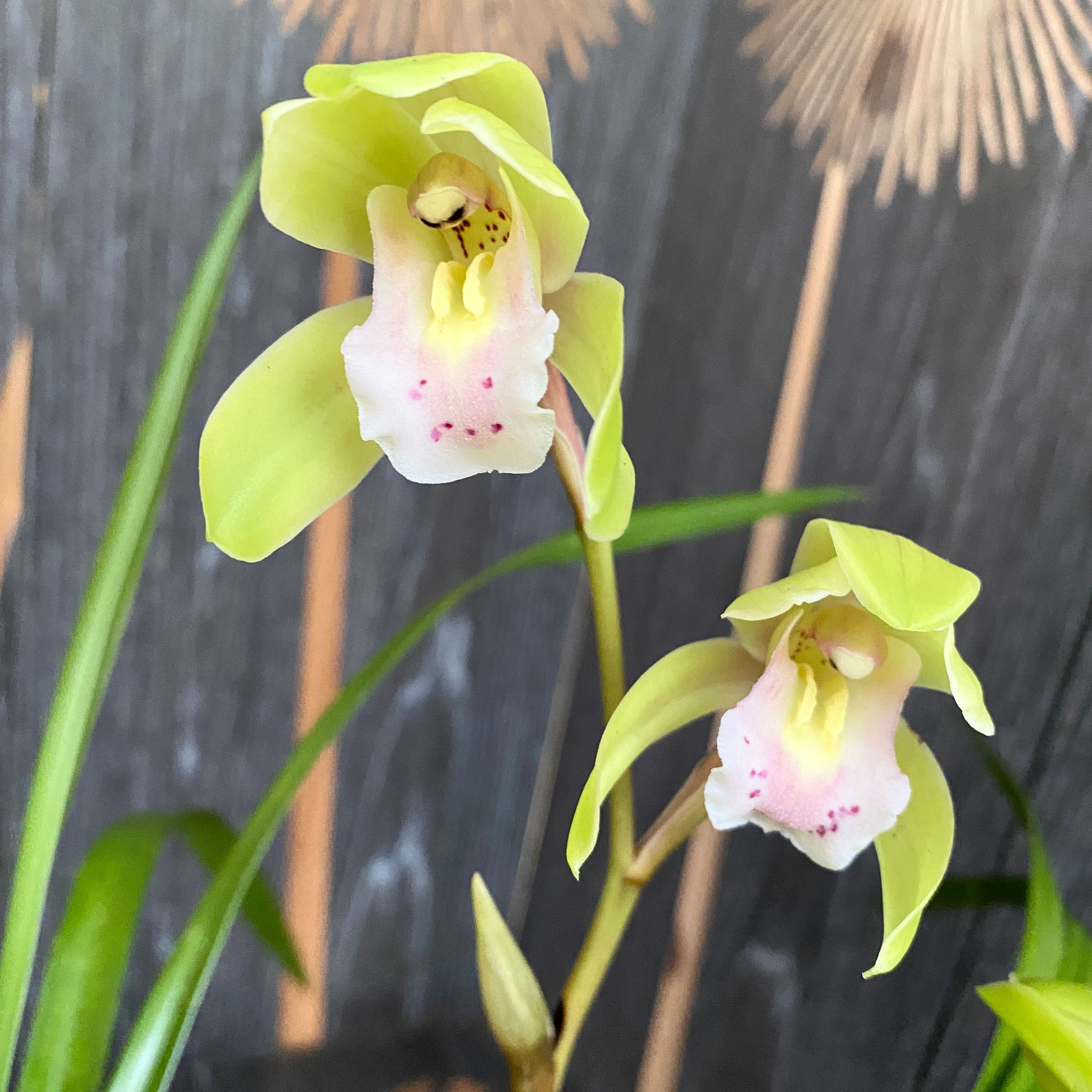 Cymbidium Nagalex 'Hatsune' (goeringii x Alexanderi) интензивно ароматен