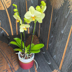 Phalaenopsis Anthura Alassio