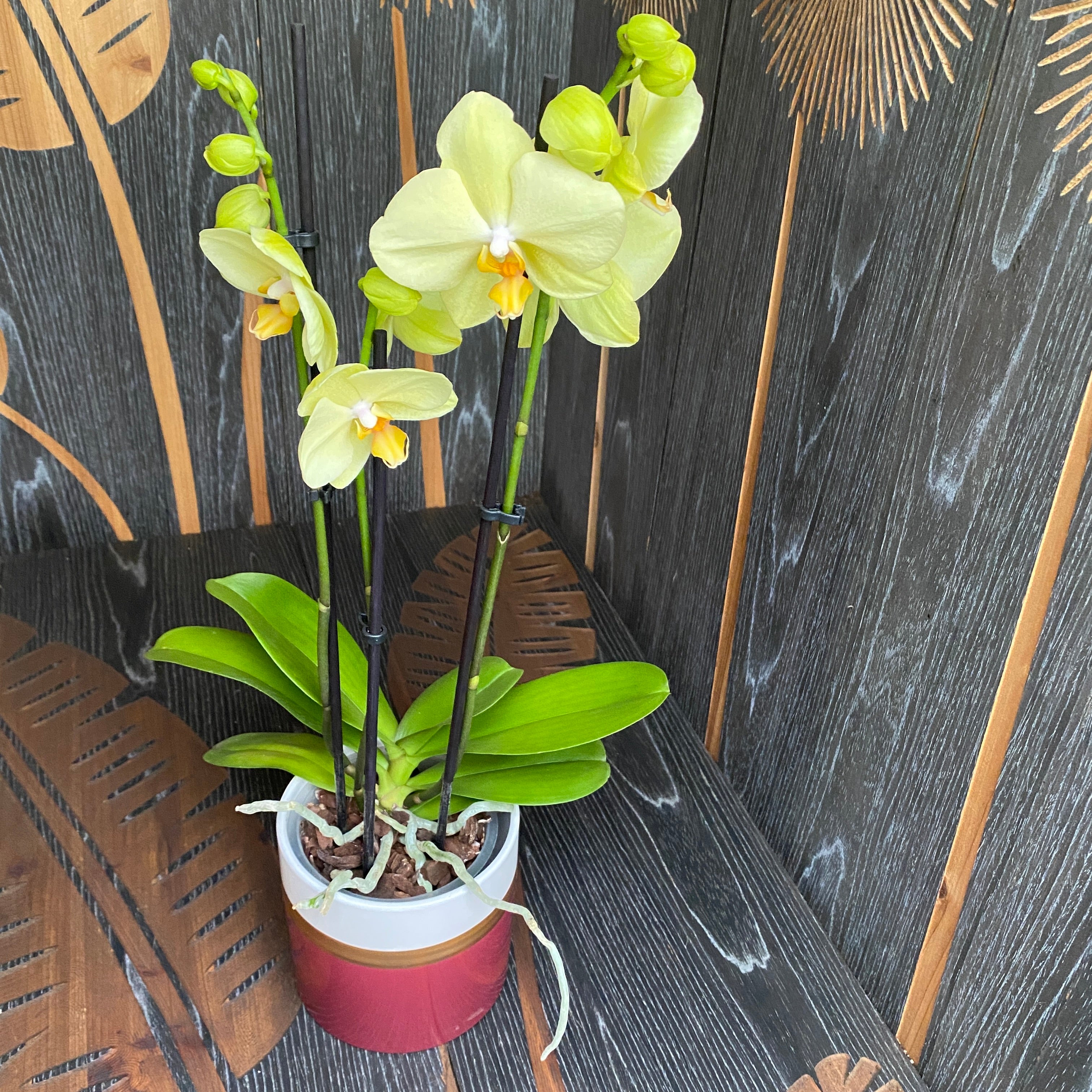 Phalaenopsis Anthura Alassio