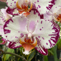 Phalaenopsis Bernadeta