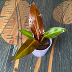 Philodendron Red Sun D9