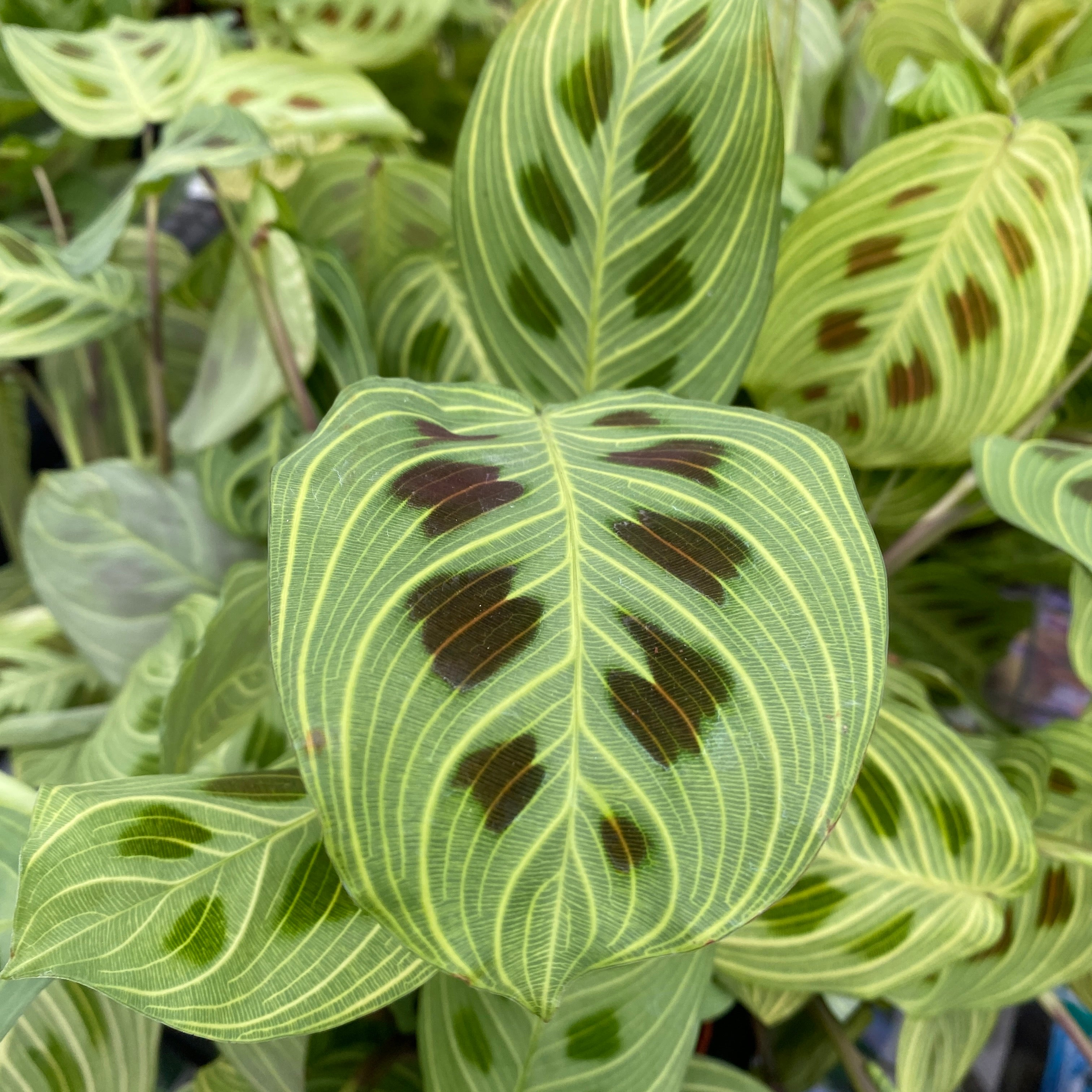 Maranta Leuconeura ‘Fantasy’ 2 plante/ghiveci