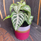 Aphelandra squarrosa 'Curly White' (Zebra biljka)