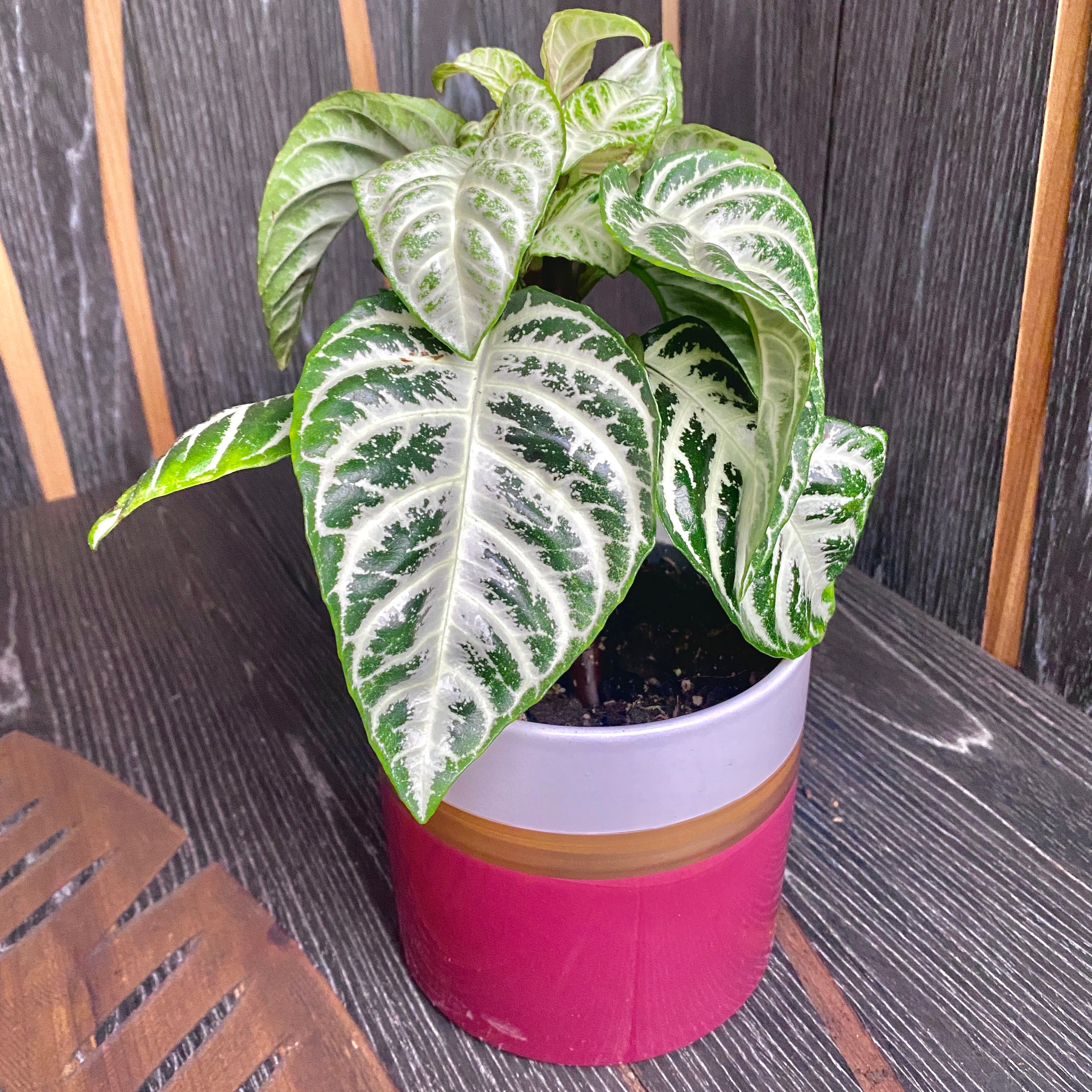 Aphelandra squarrosa 'Curly White' (Planta Zebra)