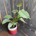 Philodendron Silberstaub