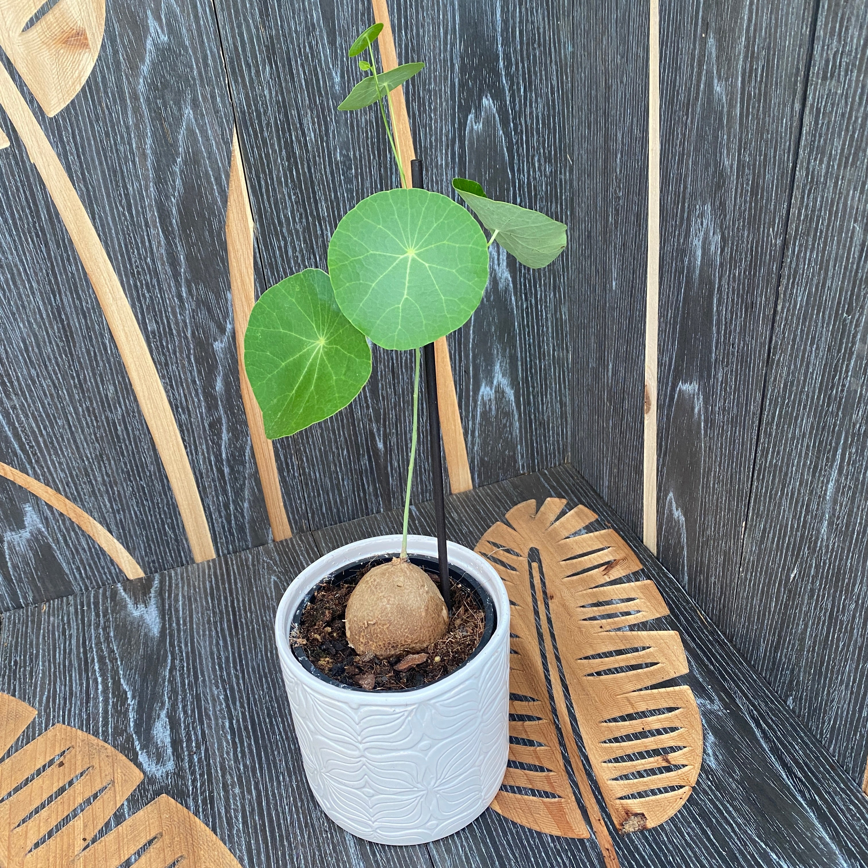 Stephania erecta mix (caudex)