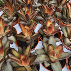 Kalanchoe tomentosa cv. Čokoladni vojnik