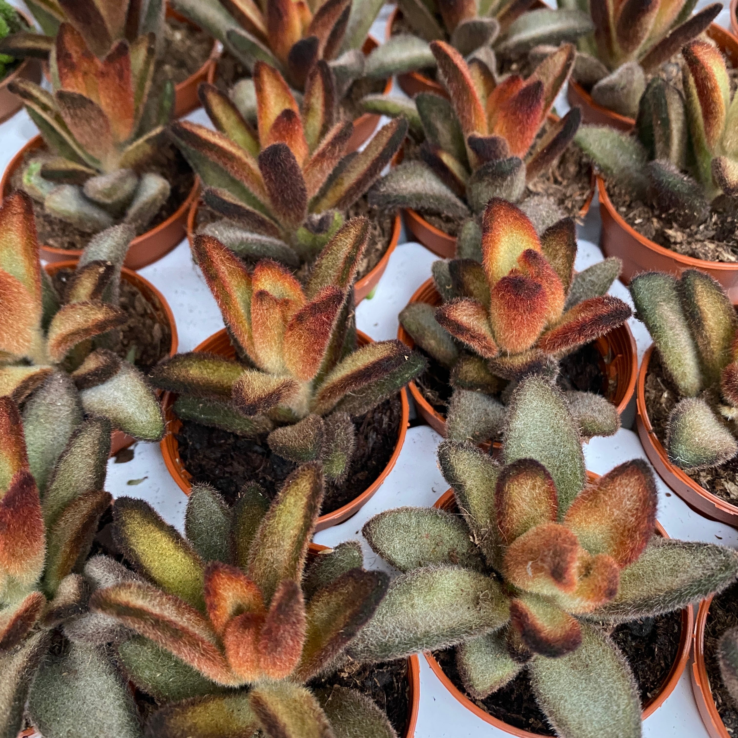 Kalanchoe tomentosa cv. Chocolate Soldier