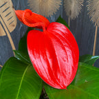 Anthurium Scherzerianum Lindsey D14