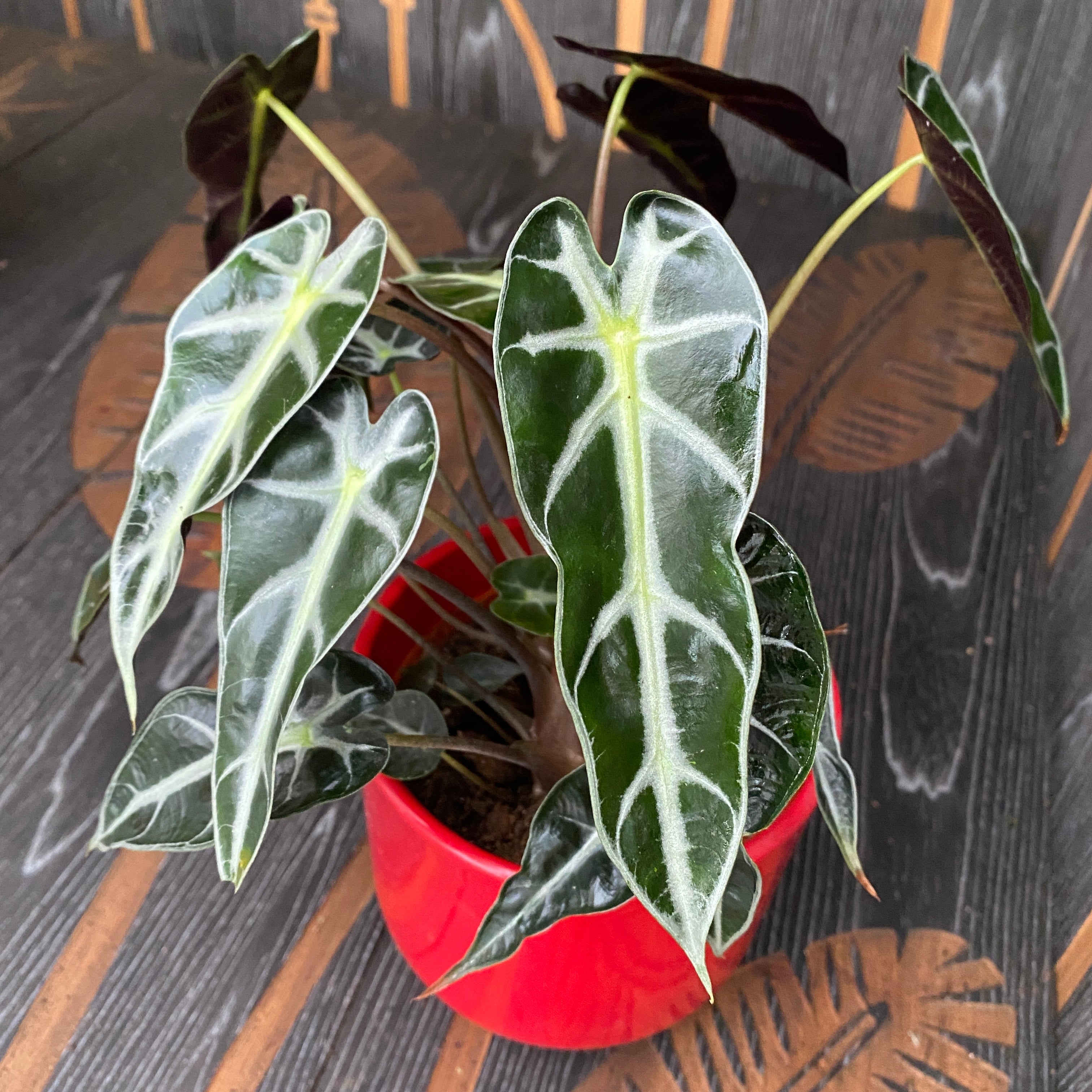 Alocasia 'Bambino Arrow' (2 plante/ghiveci)