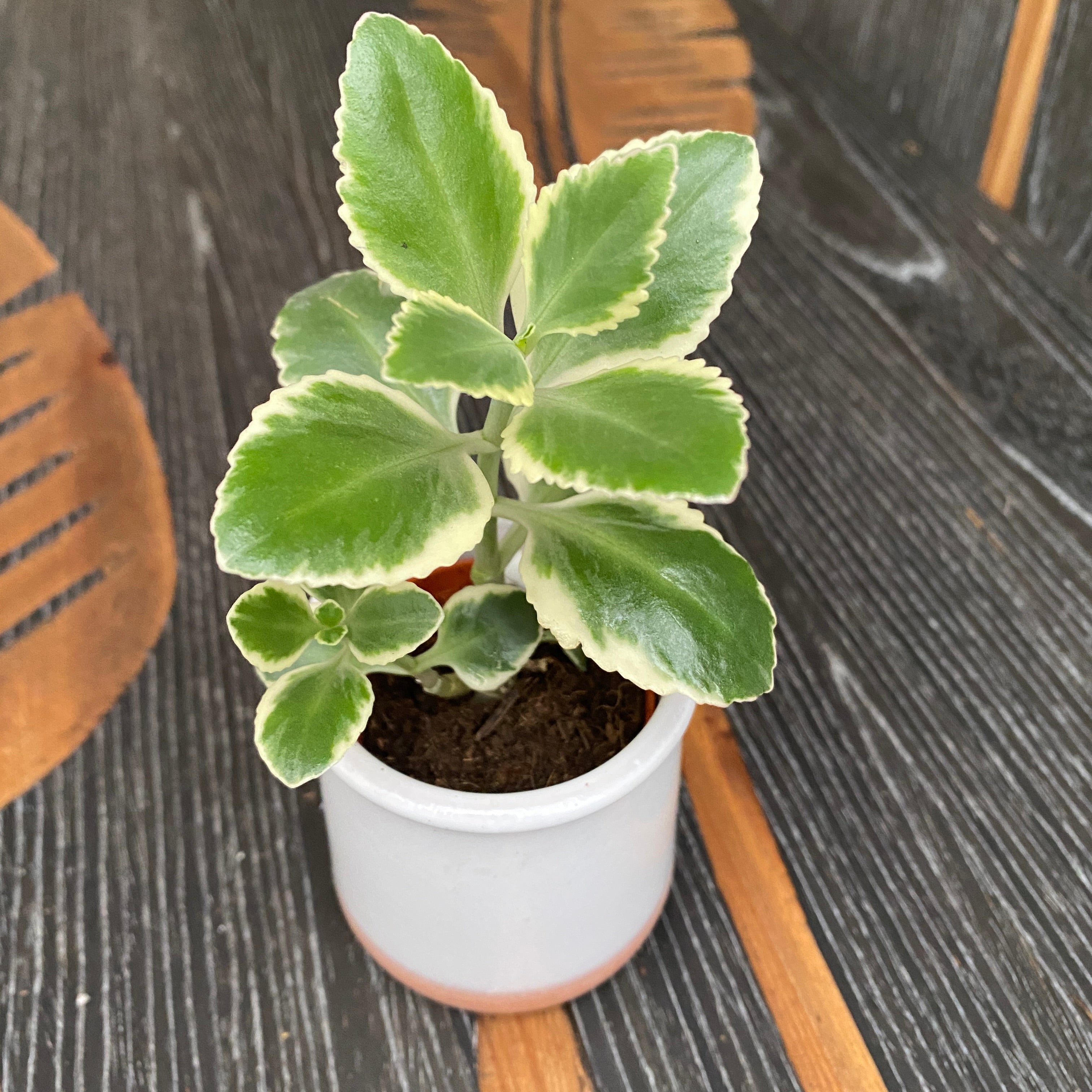 Kalanchoe laciniata variegated
