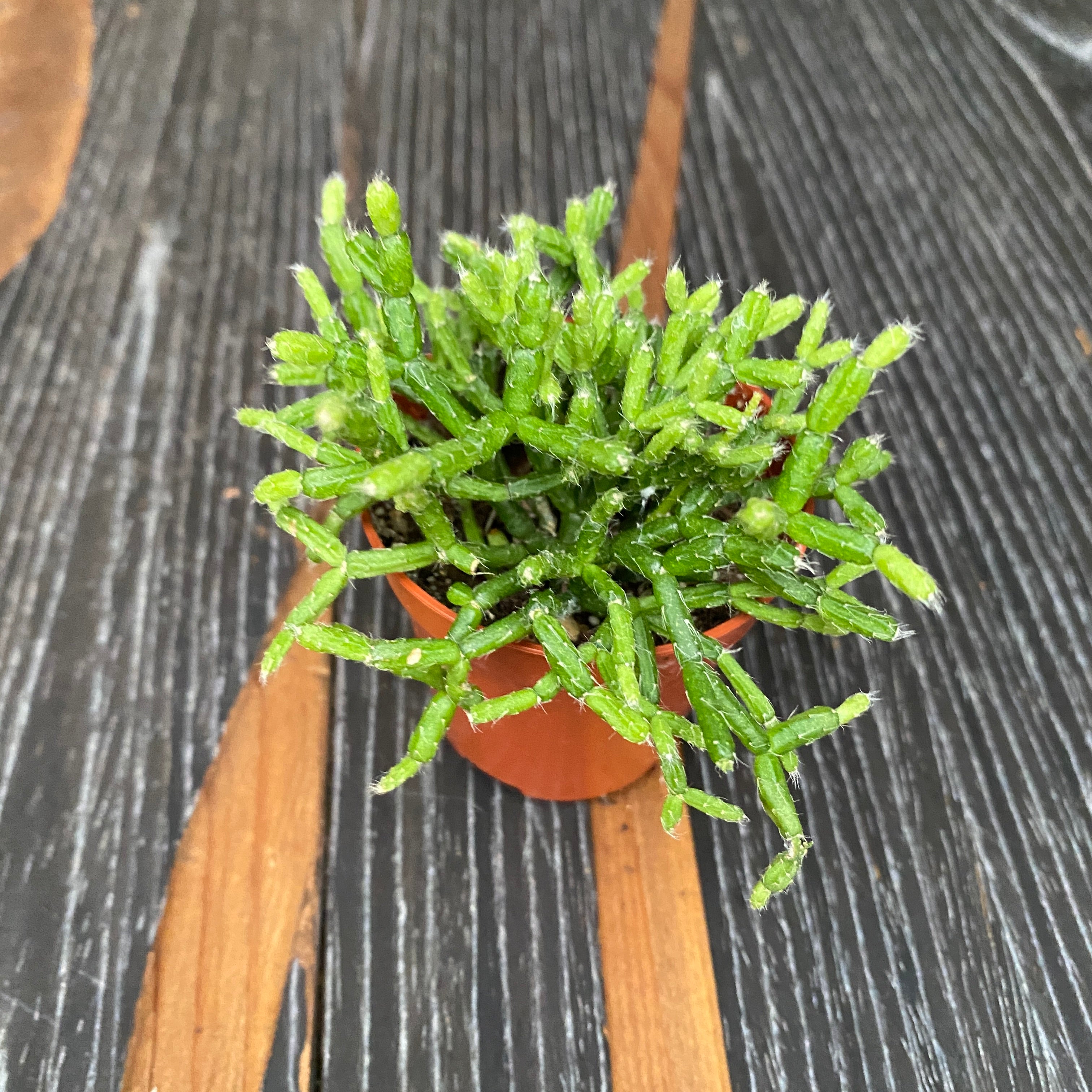 Rhipsalis cereuscula - coral cactus (neinflorita)