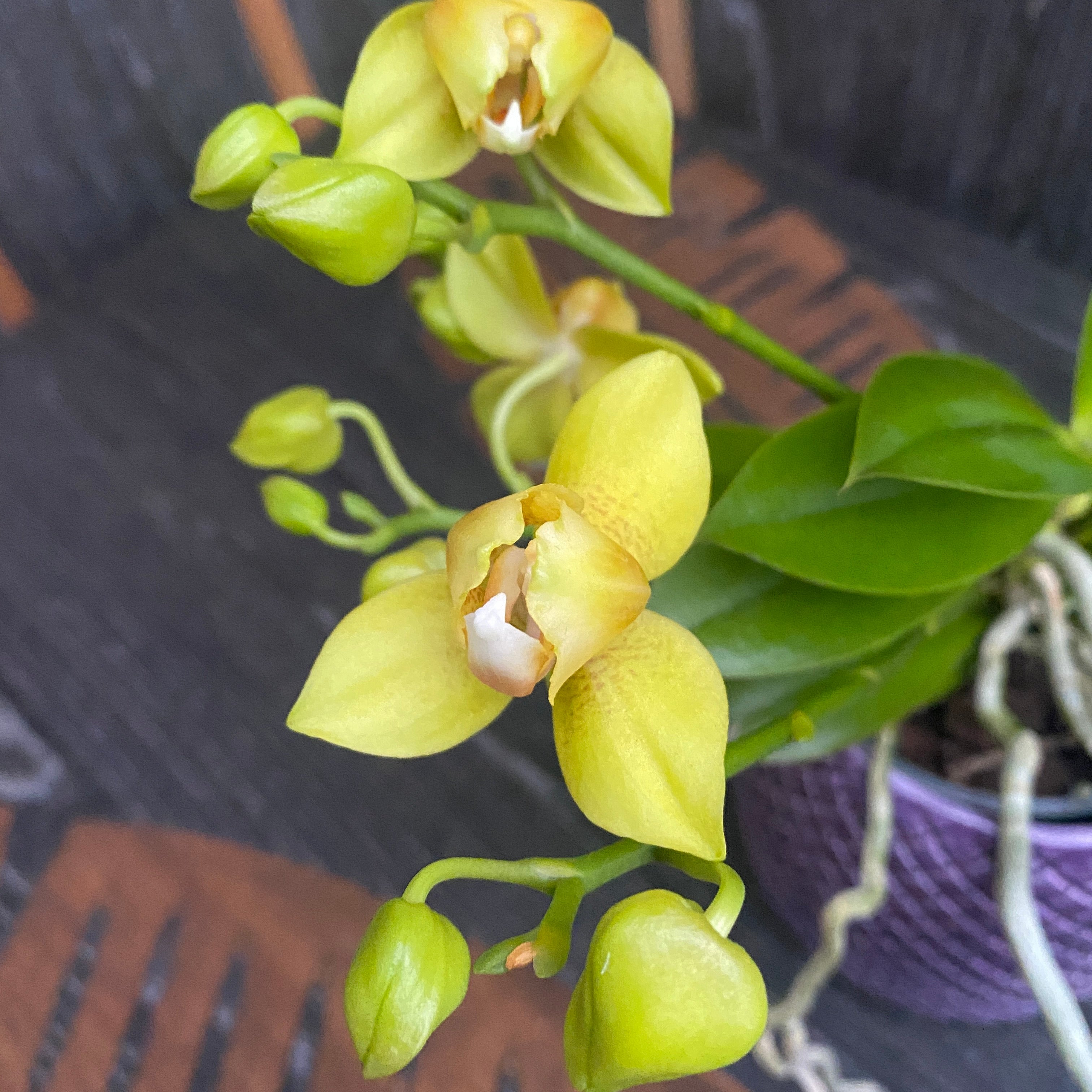 Phalaenopsis Artisto Pop pelorica 3lips (6 steli)