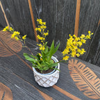 Oncidium Twinkle 'Gold Dust' - fragrant flowers