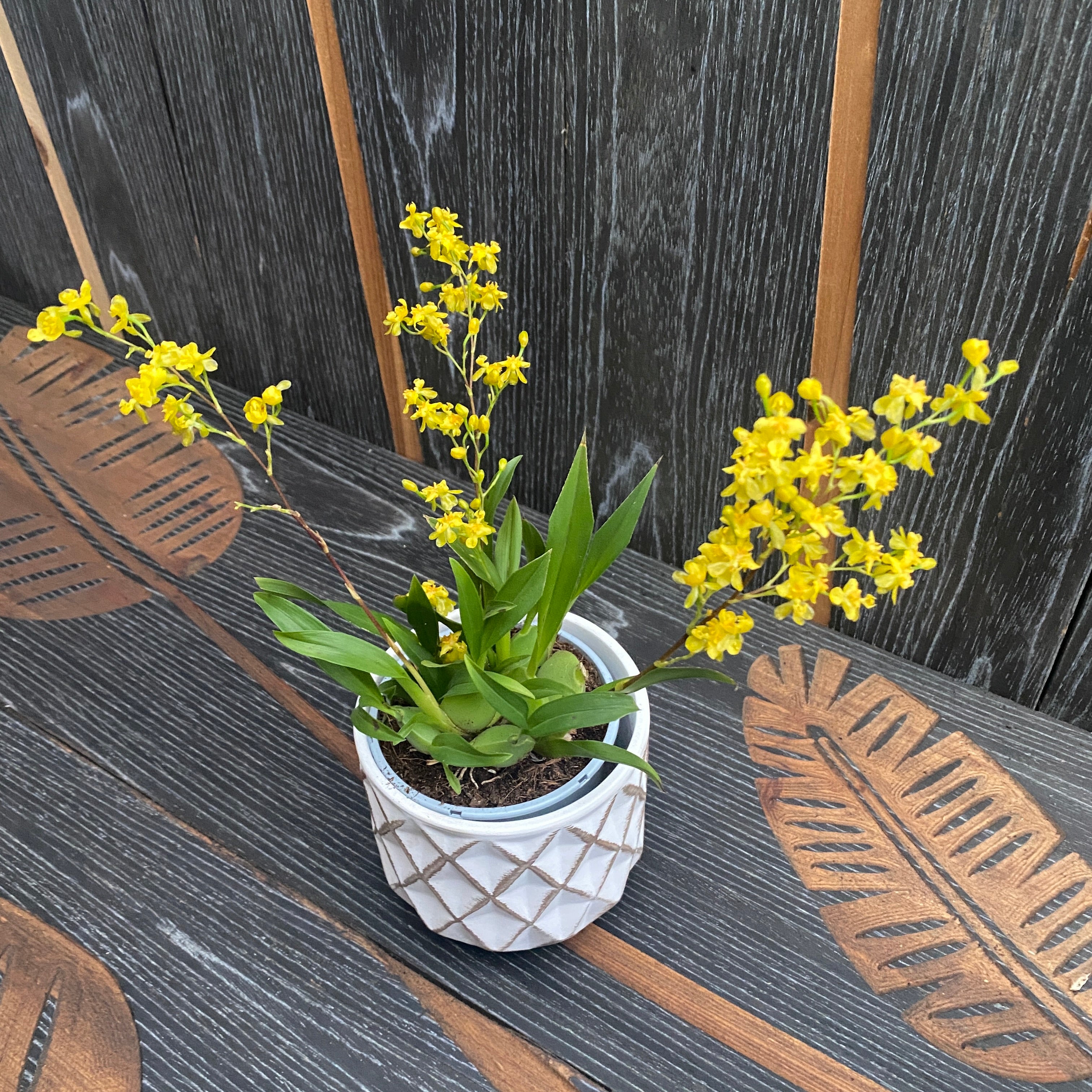 Oncidium Twinkle 'Gold Dust' - fragrant flowers