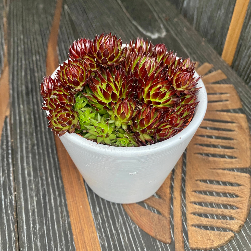 Sempervivum 'Herta Red' (plante joufflue)