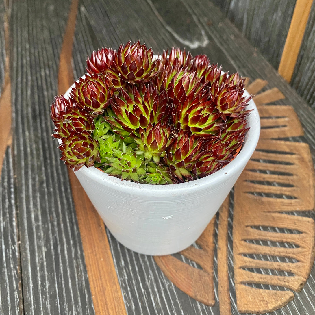 Flora Ria Red Roz Sempervivum 'Herta Red' (ear plant) – Floraria Secret Garden (SG)