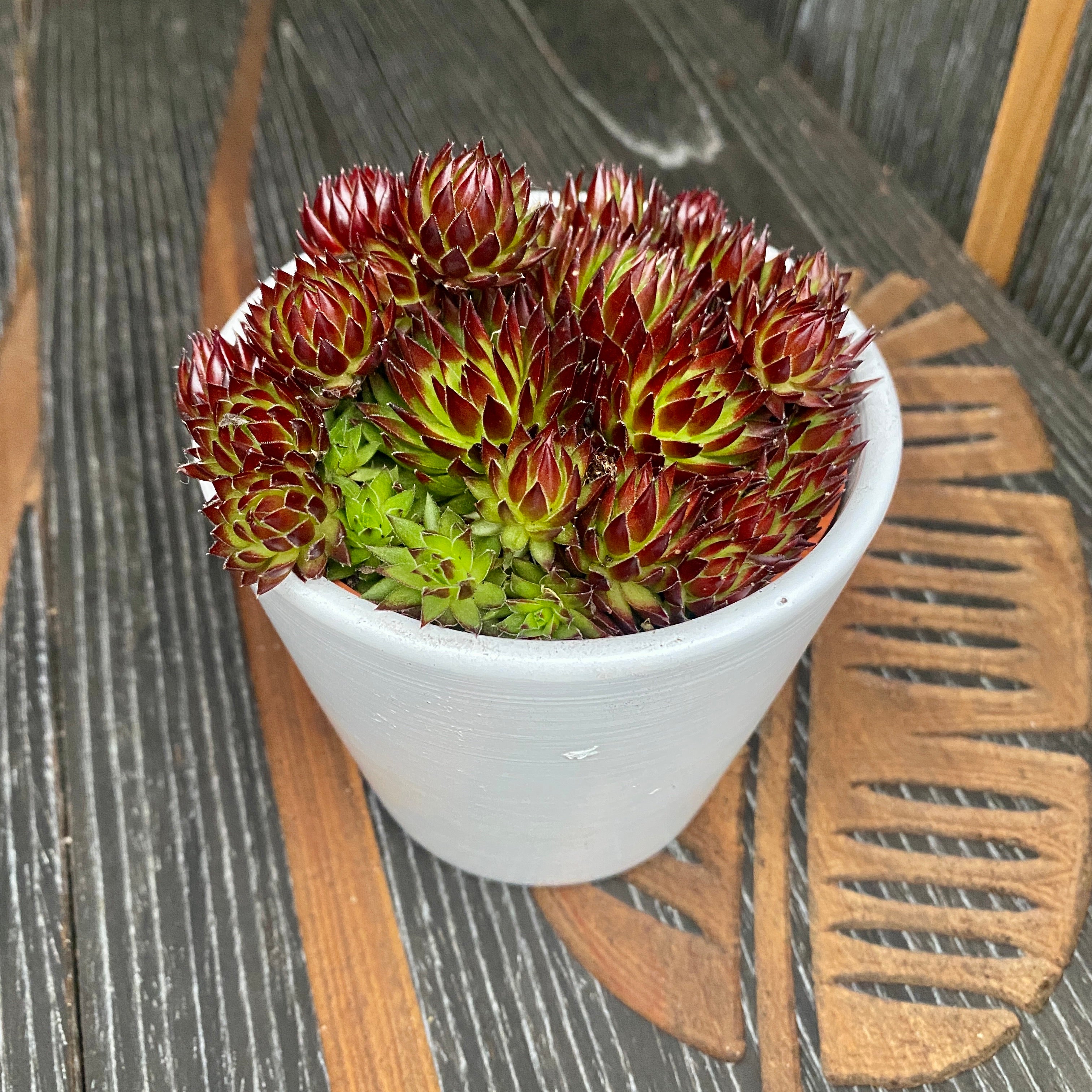 Sempervivum 'Herta Red' (planta urechelnita)